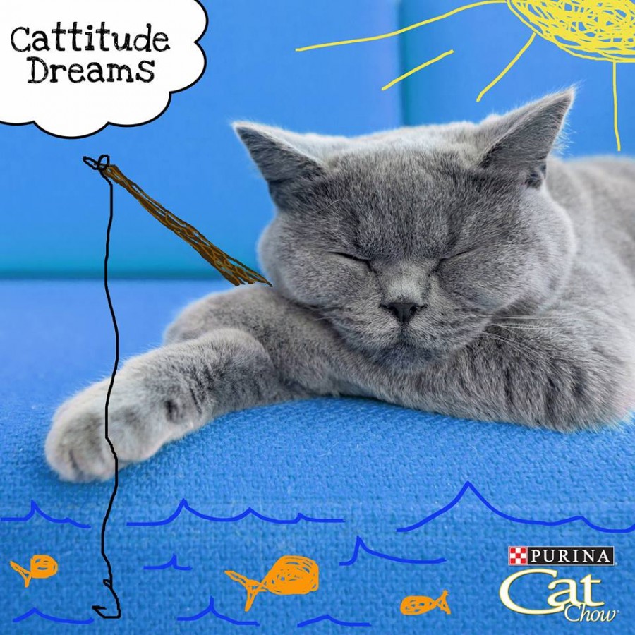 Purina Cattitude Dreams Contest — Deals from SaveaLoonie!