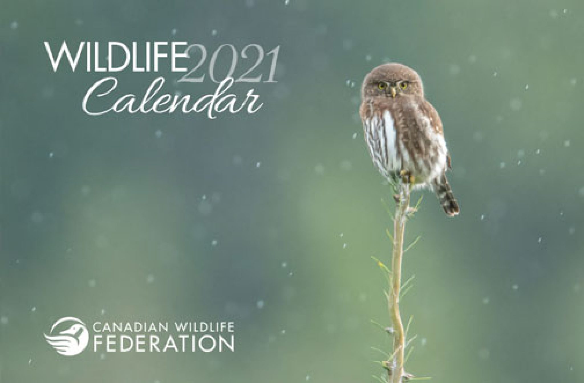 Free Canadian Wildlife Federation Calendar 2021 — Deals from SaveaLoonie!
