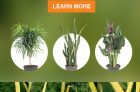 Home Depot – Tropical Plants Coupon