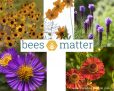 Free Bees Matter Flower Seed Packs