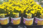 Home Depot B3G1 Free Perennials Coupon