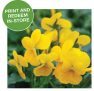 Home Depot – B2G1 Perennials Coupon