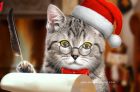 Whiskas 12 Days of Catmas